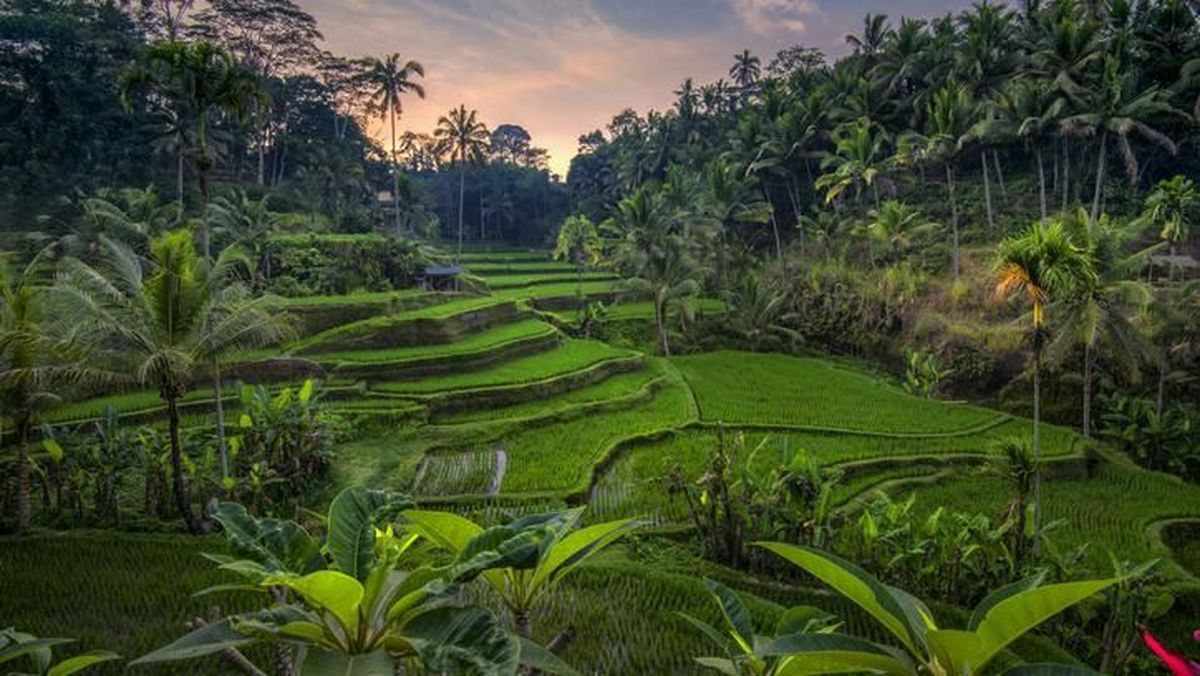 Tegallalang Rice Terrace